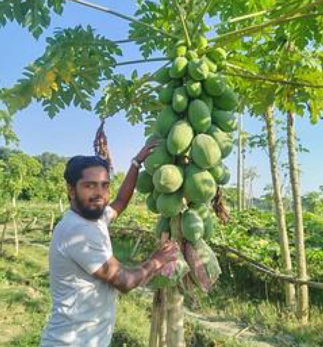 Sohel in papaya field